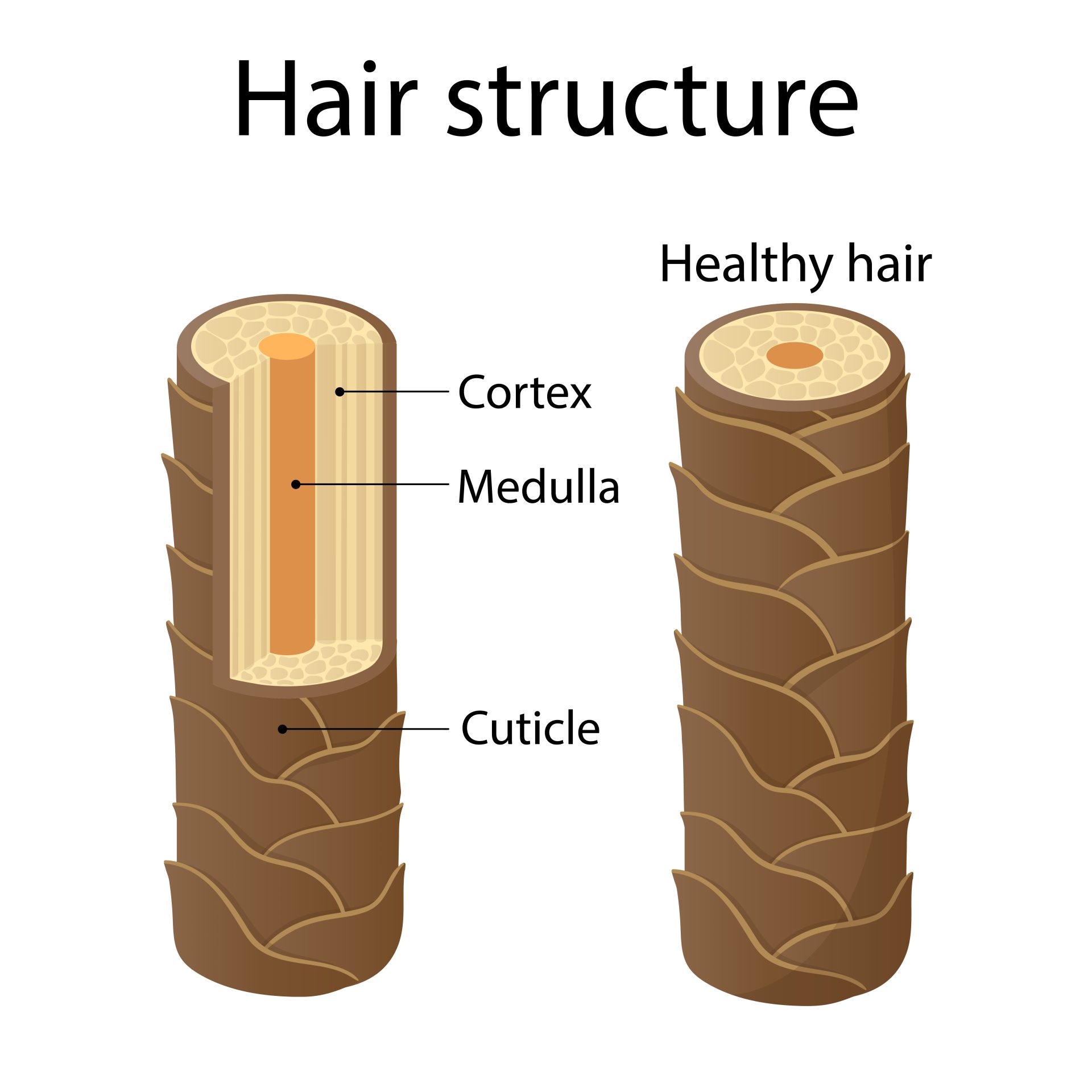 Composición y estructura del pelo - MENUDA MELENA